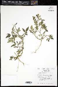 Solanum jamesii image