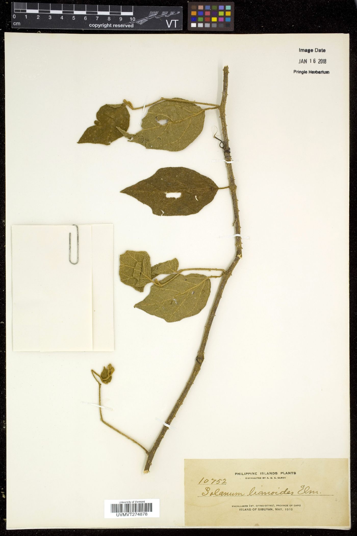 Solanum lianoides image