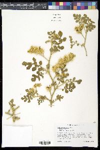 Solanum rostratum image