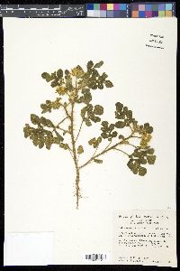 Solanum rostratum image