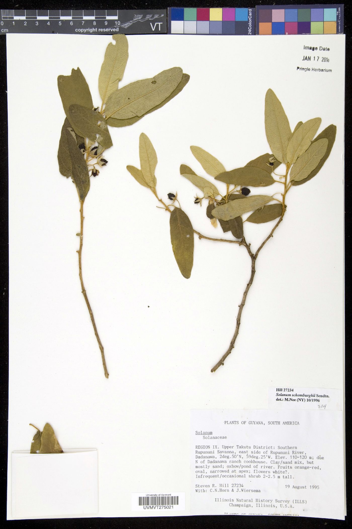 Solanum schomburghii image