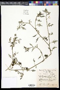 Solanum triflorum image