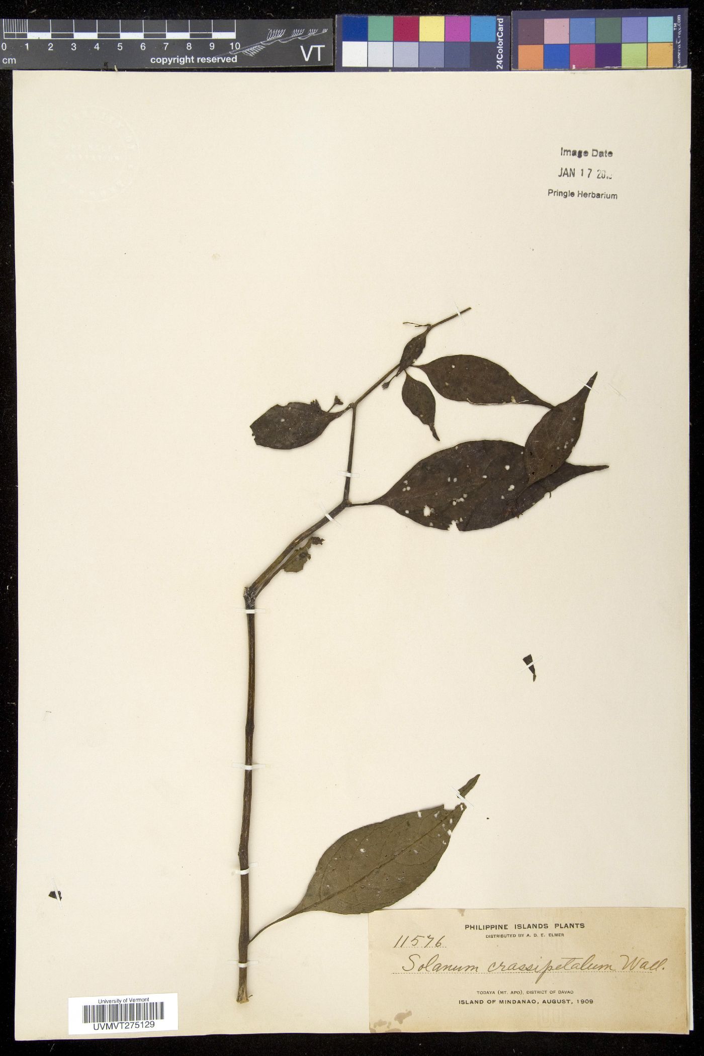 Solanum crassipetalum image
