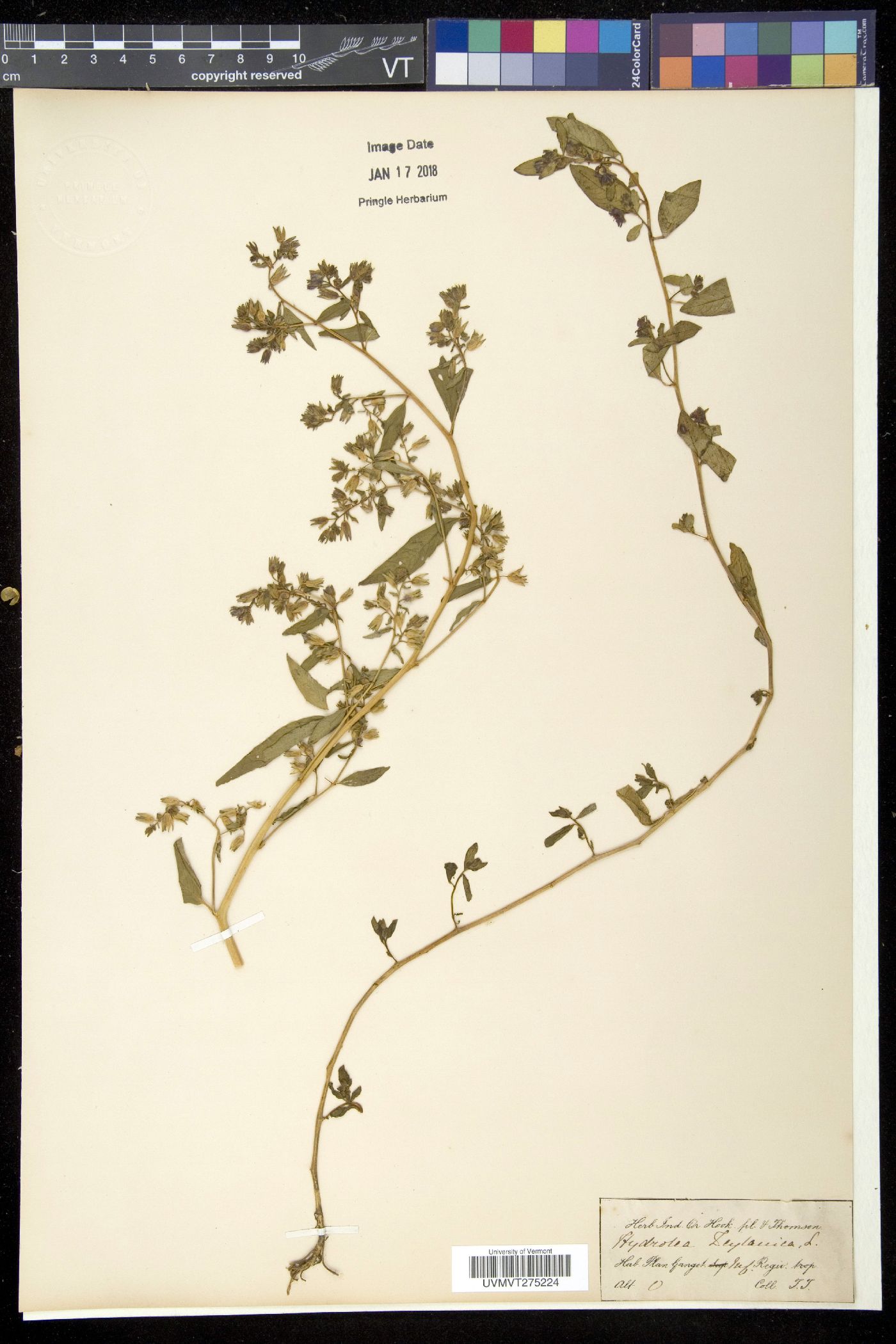 Hydrolea zeylanica image