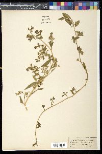 Hydrolea zeylanica image