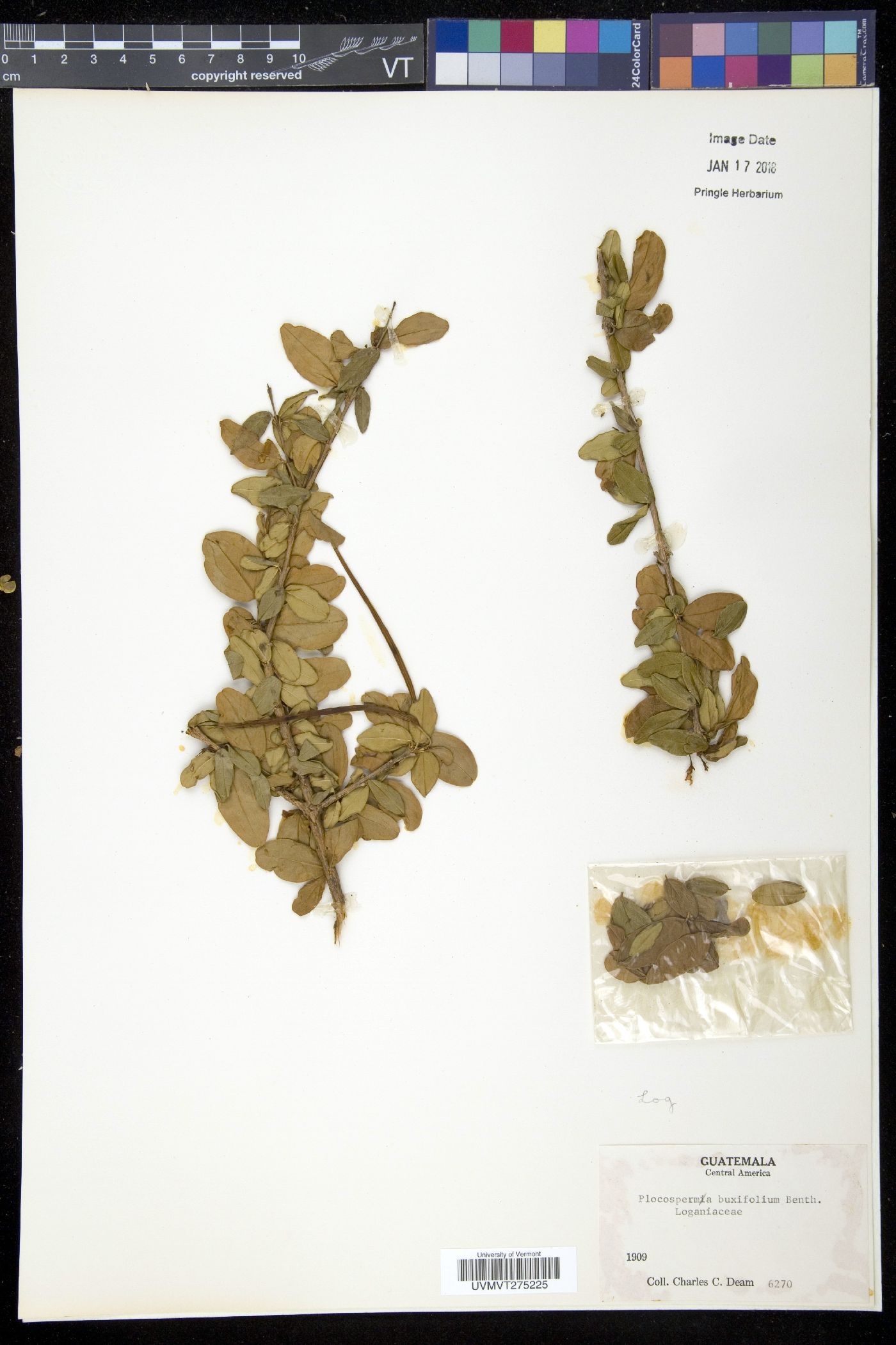 Plocospermataceae image