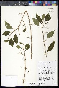 Forestiera acuminata image