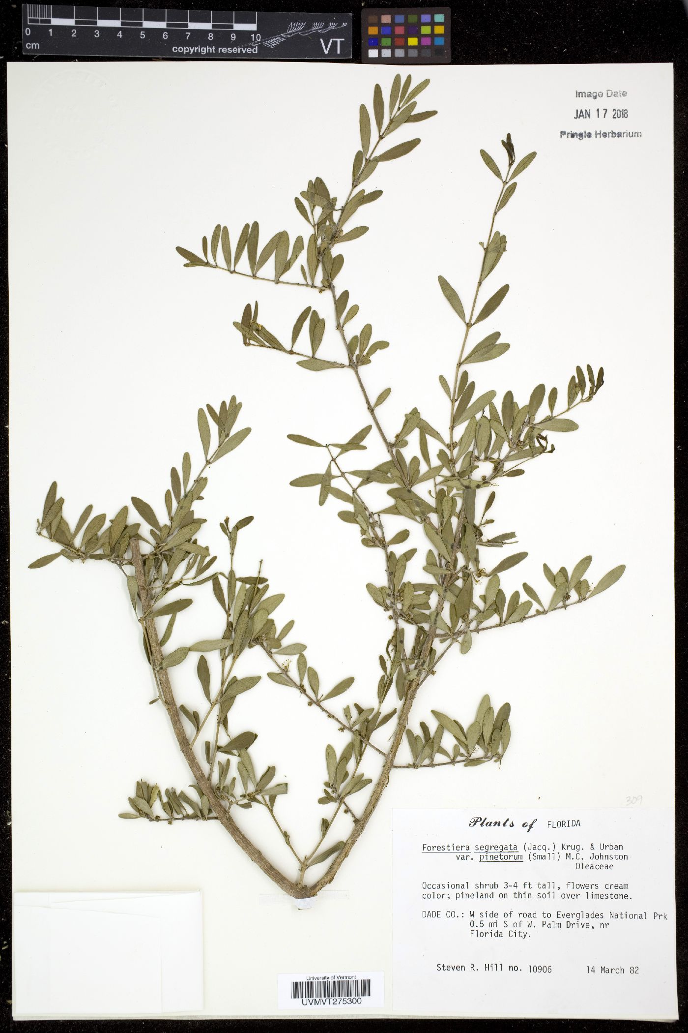 Forestiera segregata var. pinetorum image