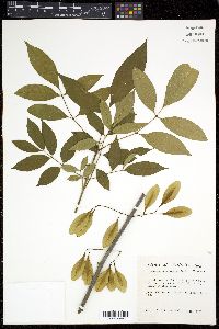 Fraxinus caroliniana image