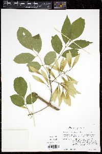 Fraxinus caroliniana image