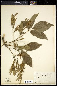 Fraxinus longicuspis image