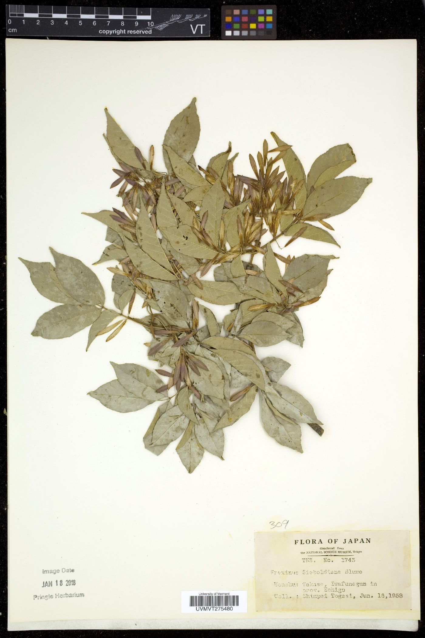 Fraxinus sieboldiana image