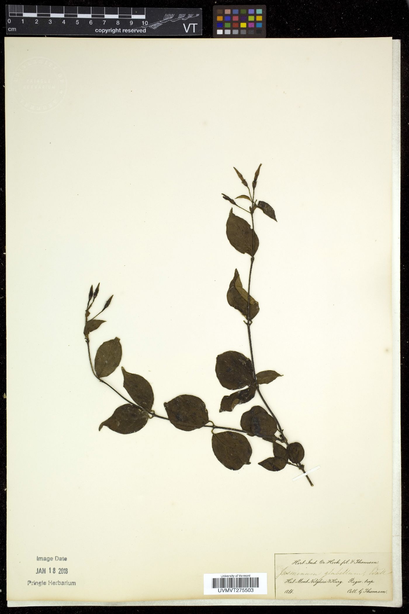 Jasminum cordifolium image