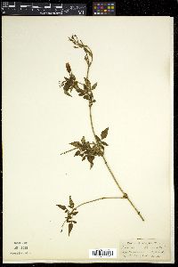 Jasminum officinale image