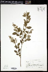 Ligustrum sinense image