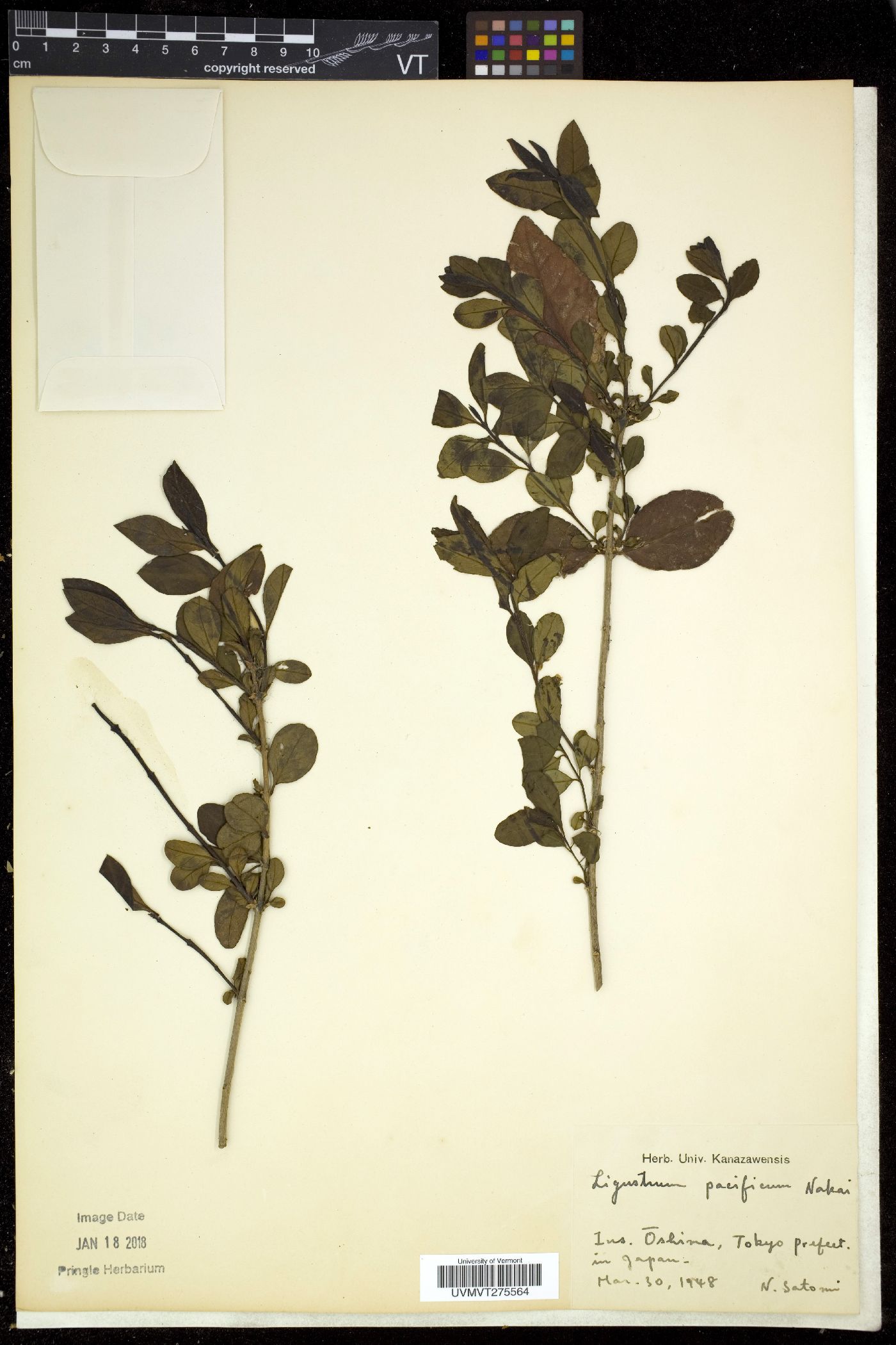 Ligustrum ovalifolium var. pacificum image