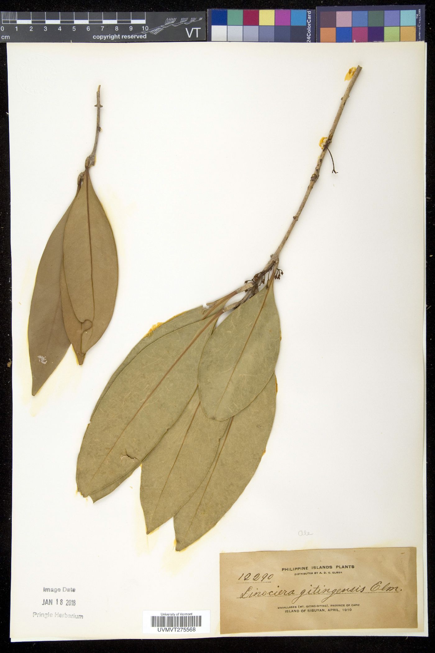 Olea borneensis image