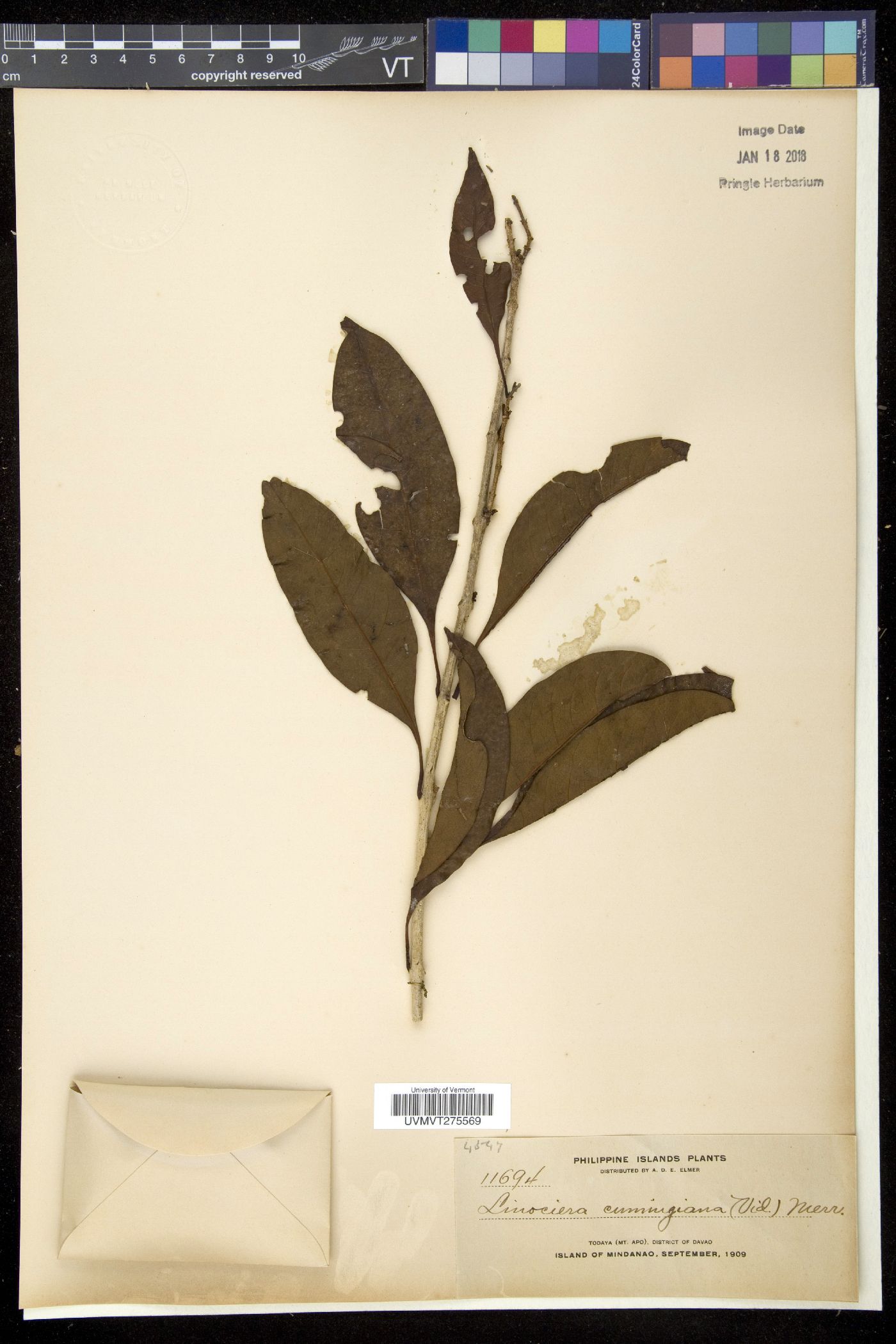 Chionanthus ramiflorus image