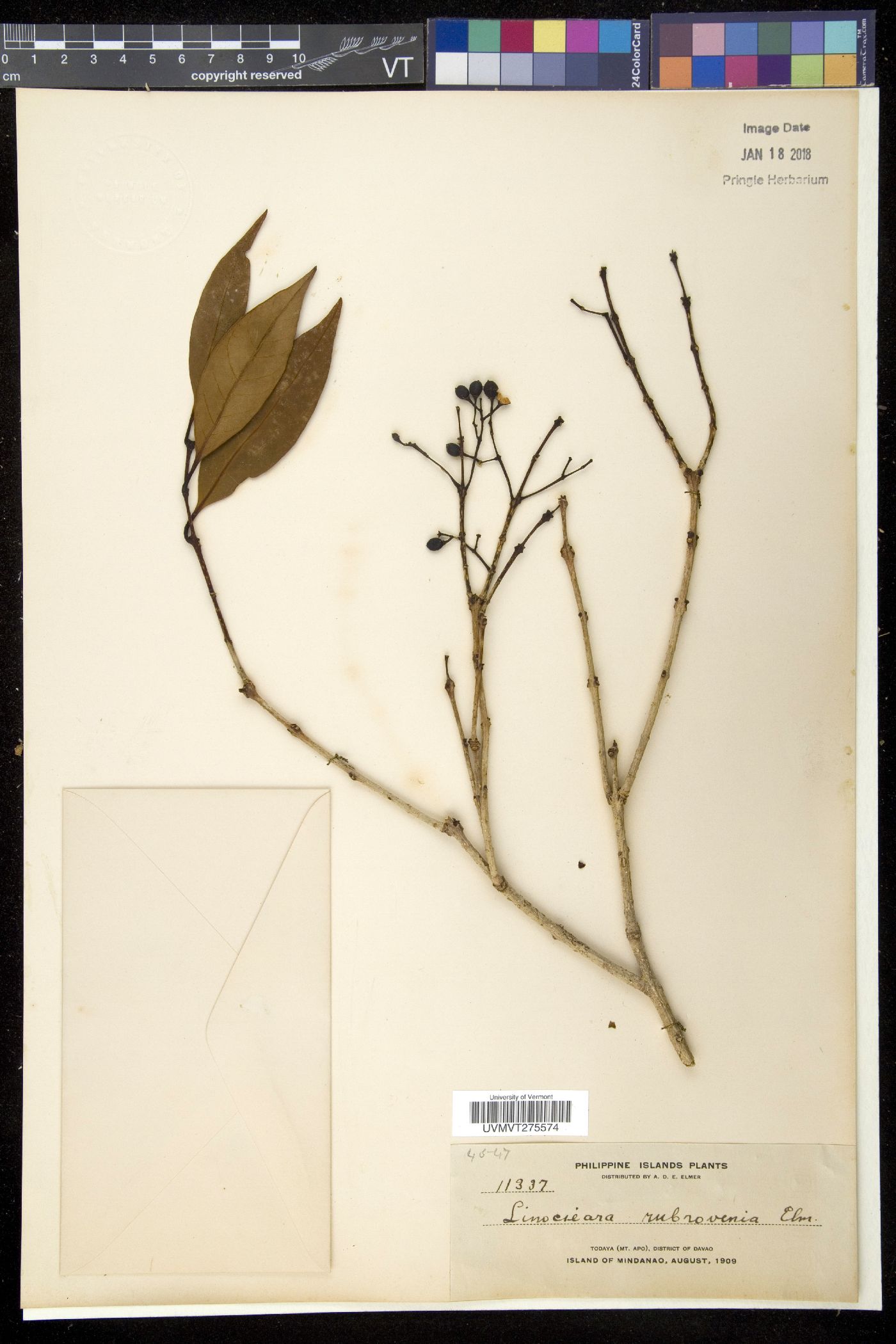 Olea rubrovenia image