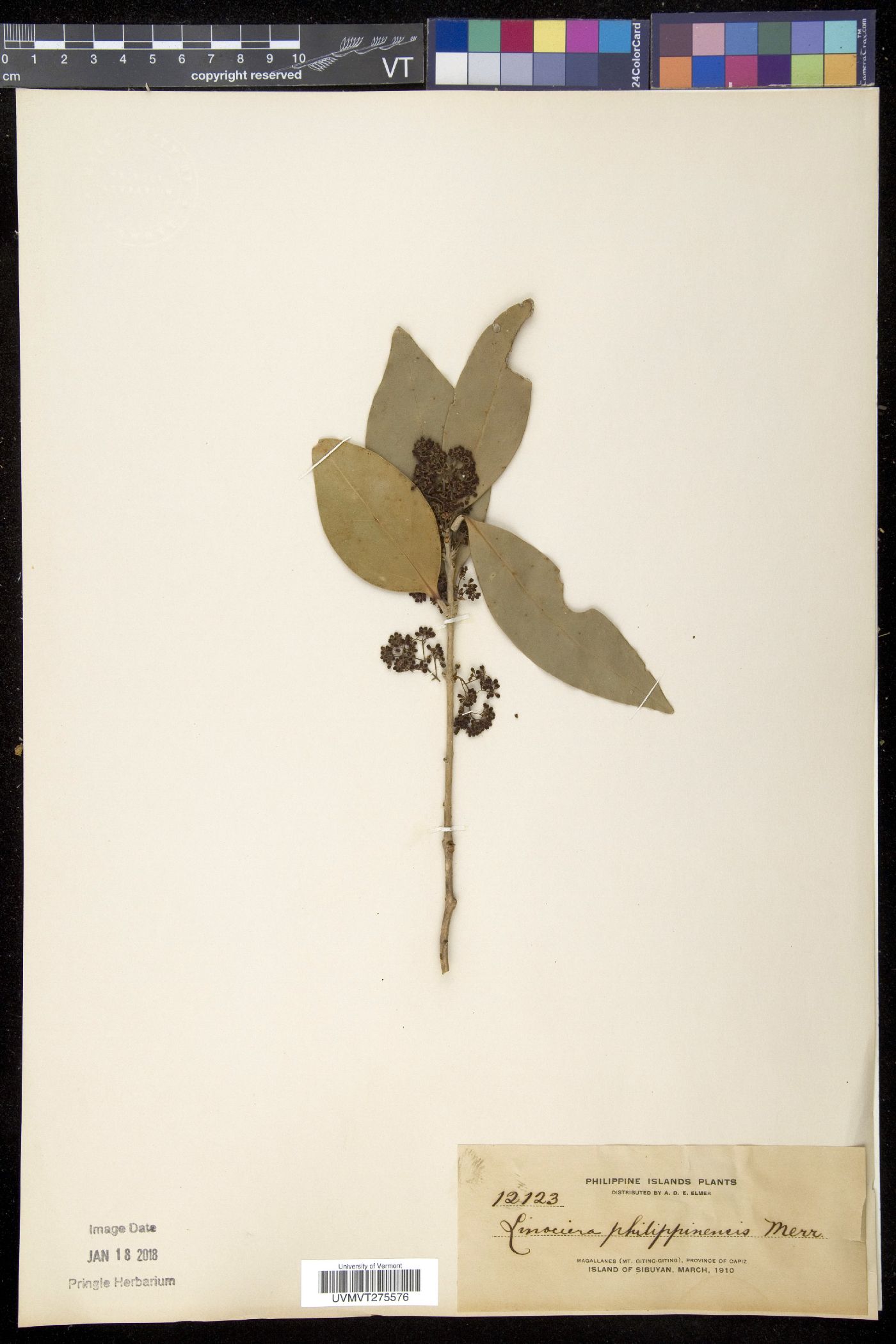 Olea borneensis image