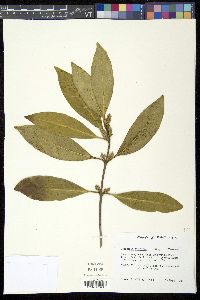 Osmanthus americana image