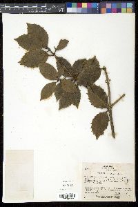 Osmanthus fortunei image