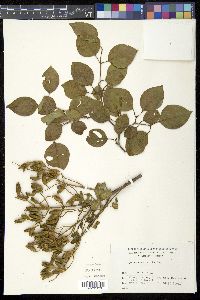 Syringa amurensis image