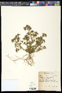 Polypremum procumbens image