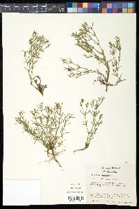 Polypremum procumbens image