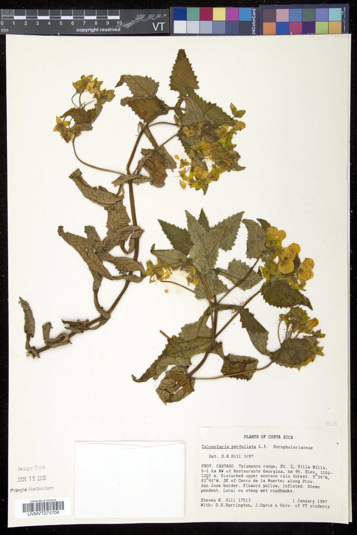 Calceolaria perfoliata image