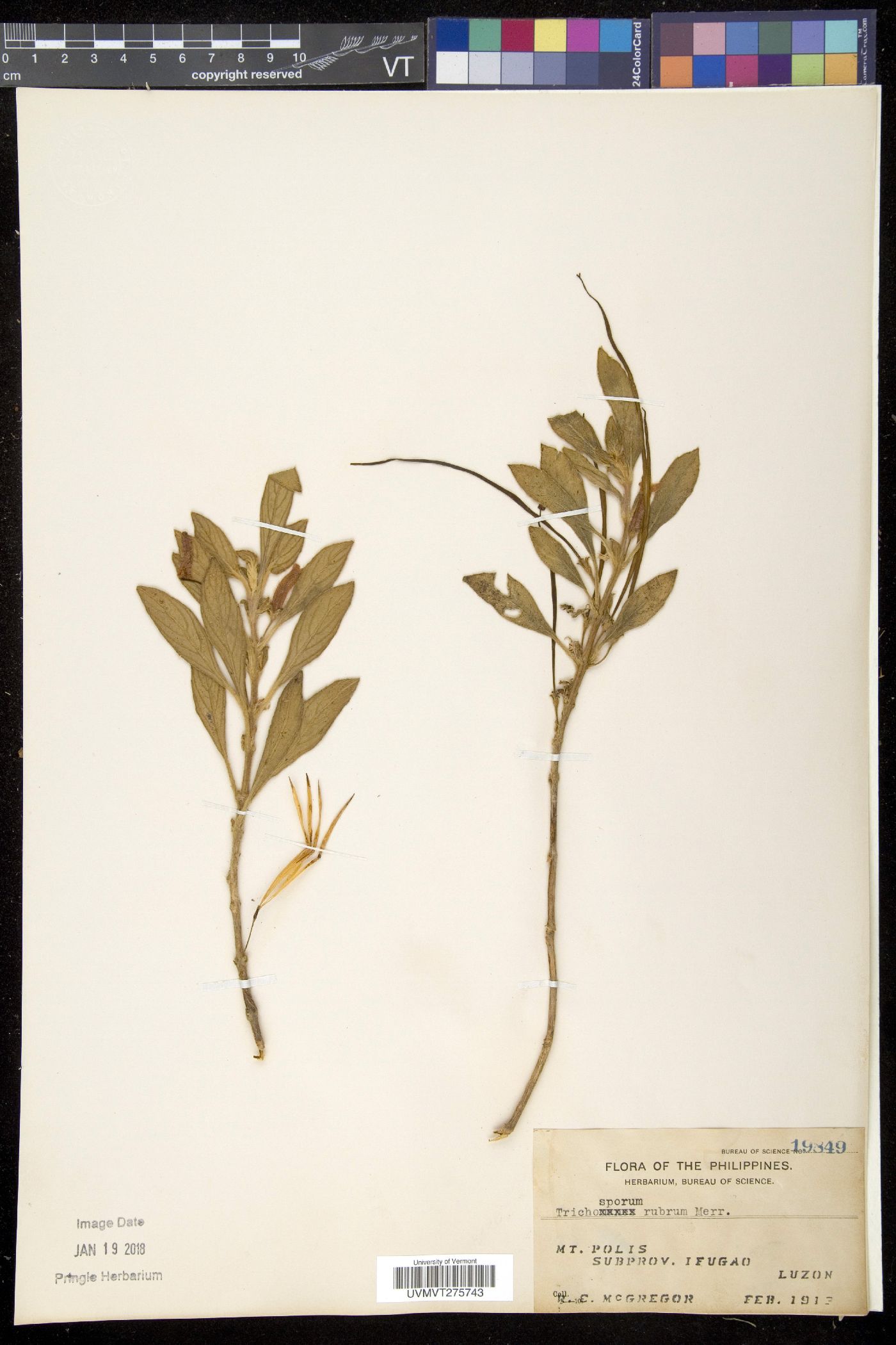 Trichosporum rubrum image