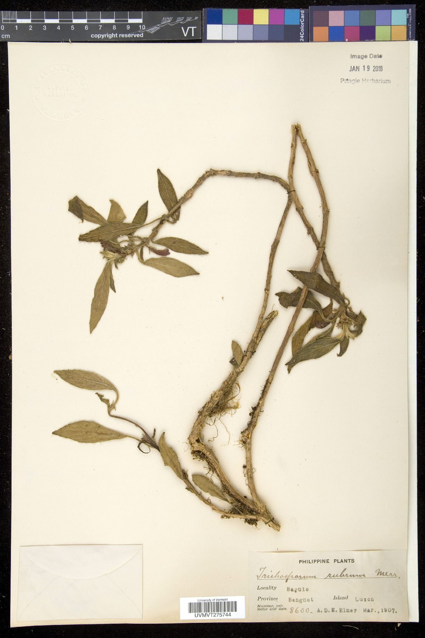 Trichosporum image