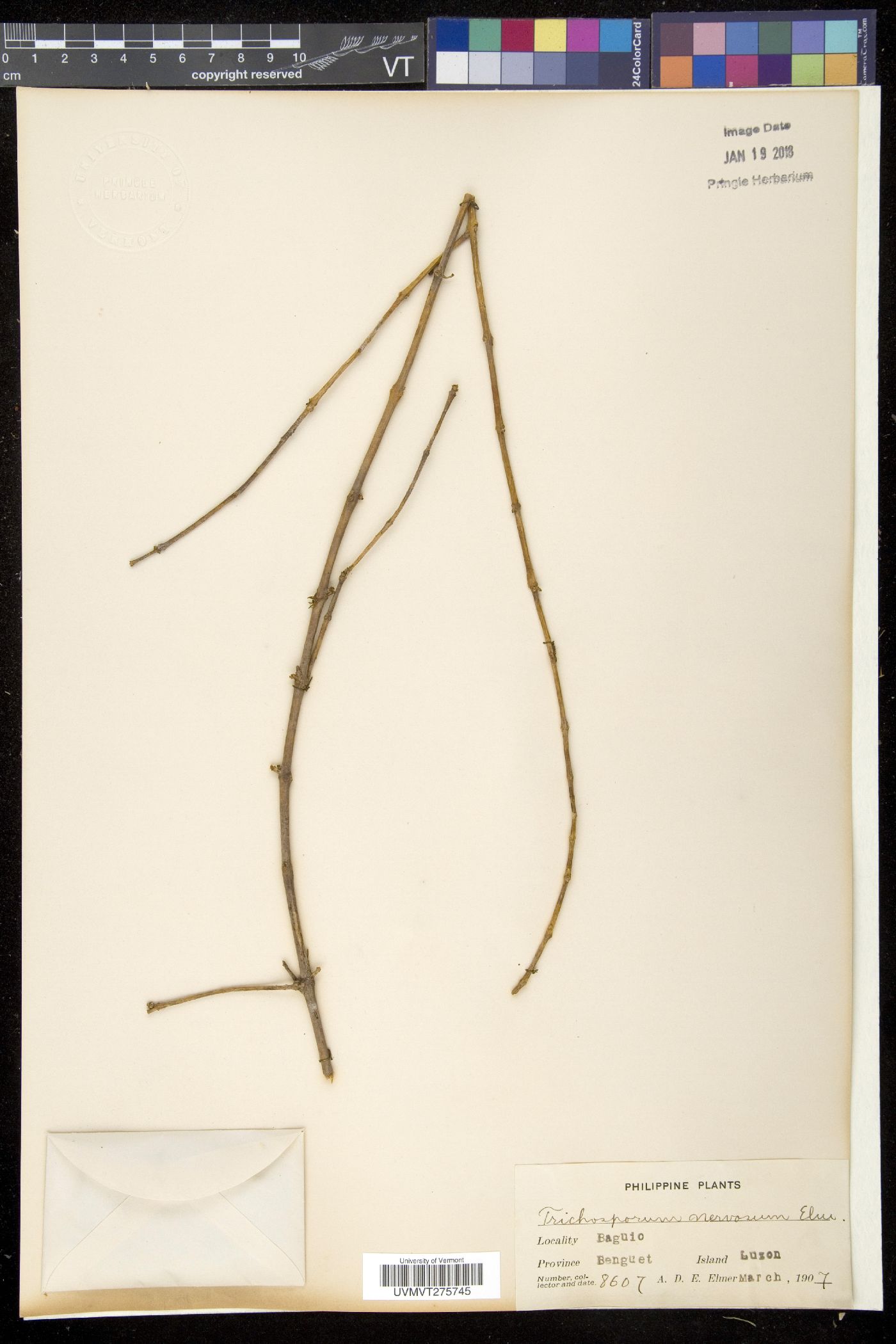 Aeschynanthus nervosus image