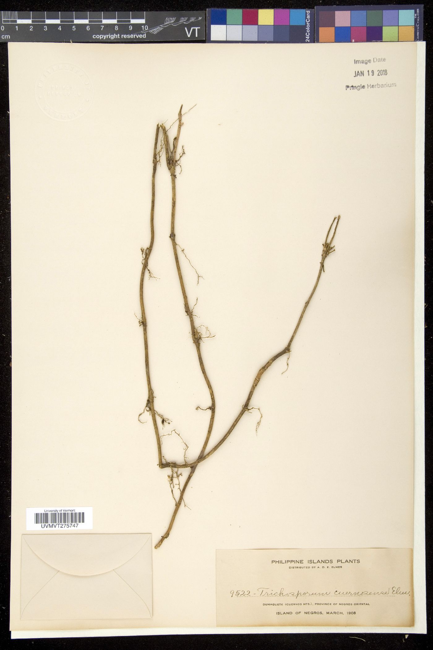 Aeschynanthus cuernosensis image