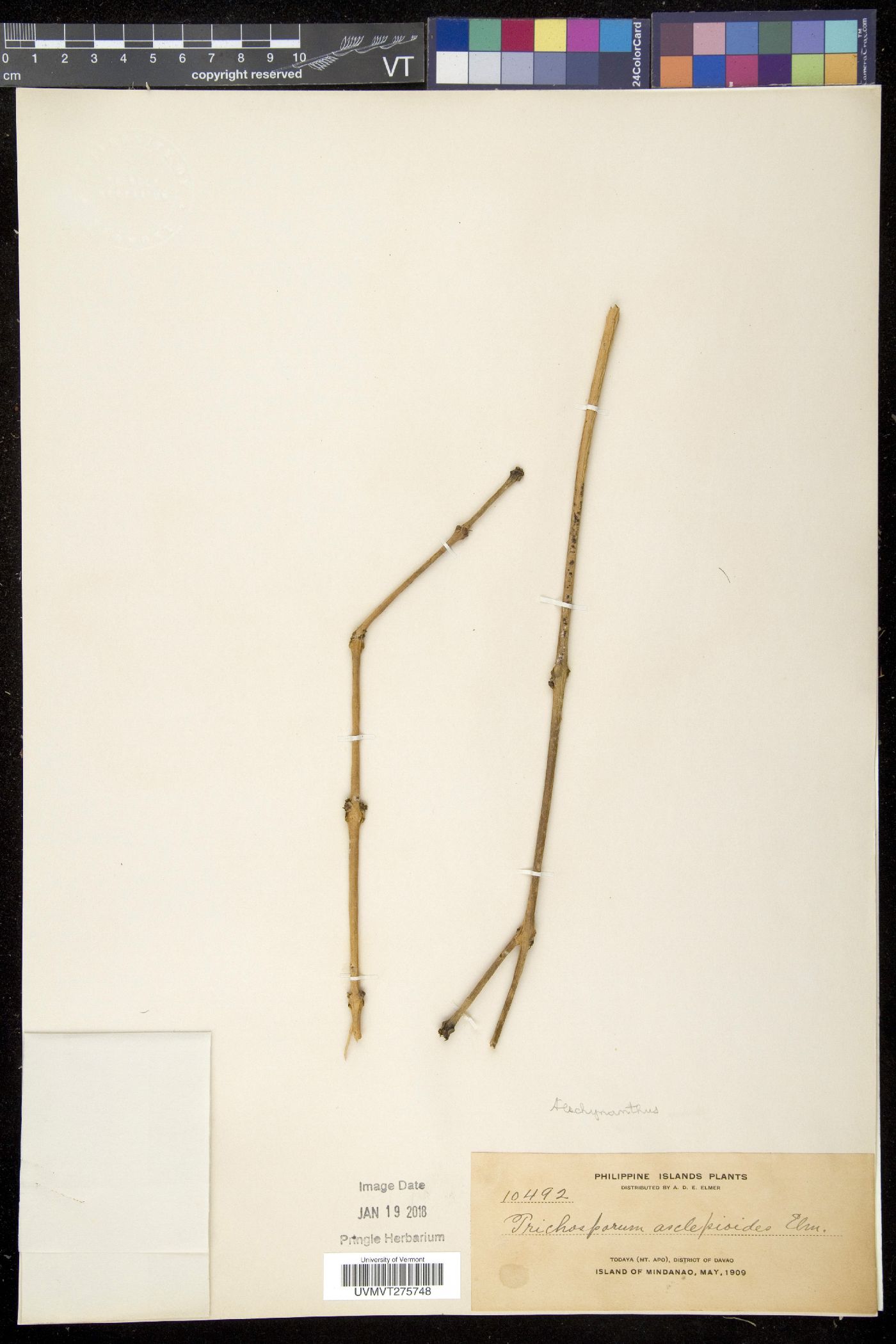 Aeschynanthus asclepioides image