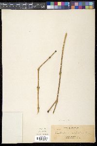 Aeschynanthus asclepioides image