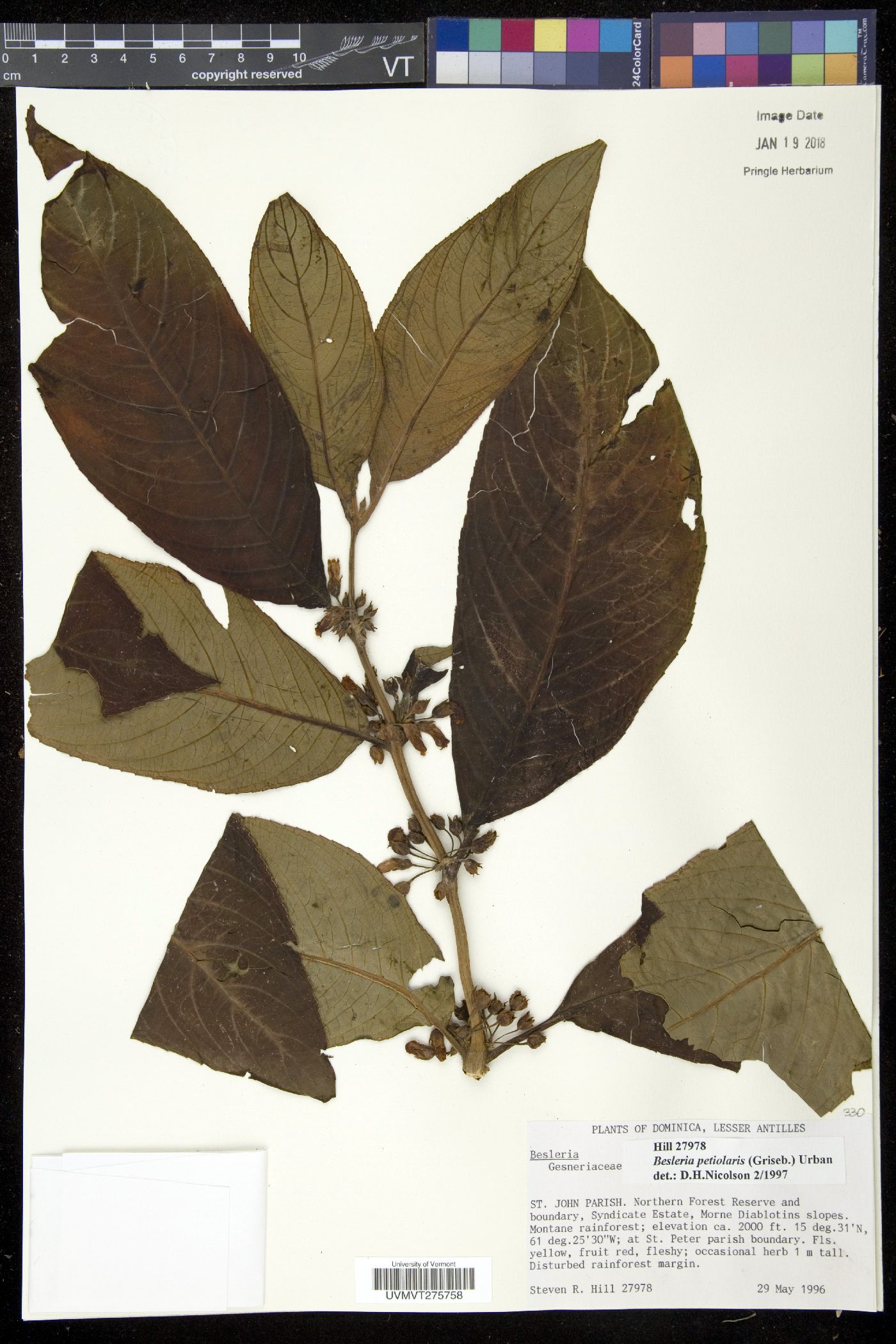 Collandra image