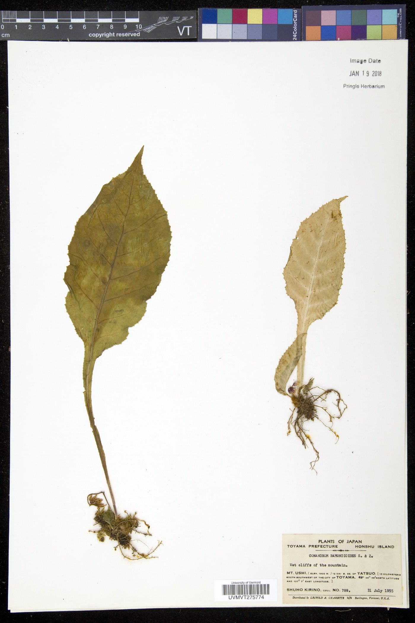 Conandron ramondioides image