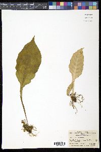 Conandron ramondioides image