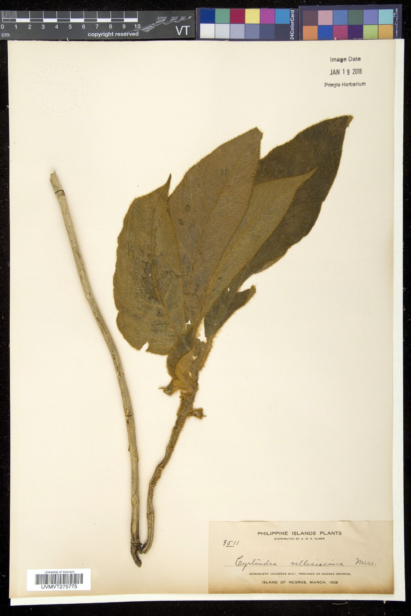 Cyrtandra villosissima image