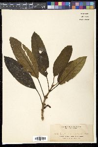 Cyrtandra tayabensis image