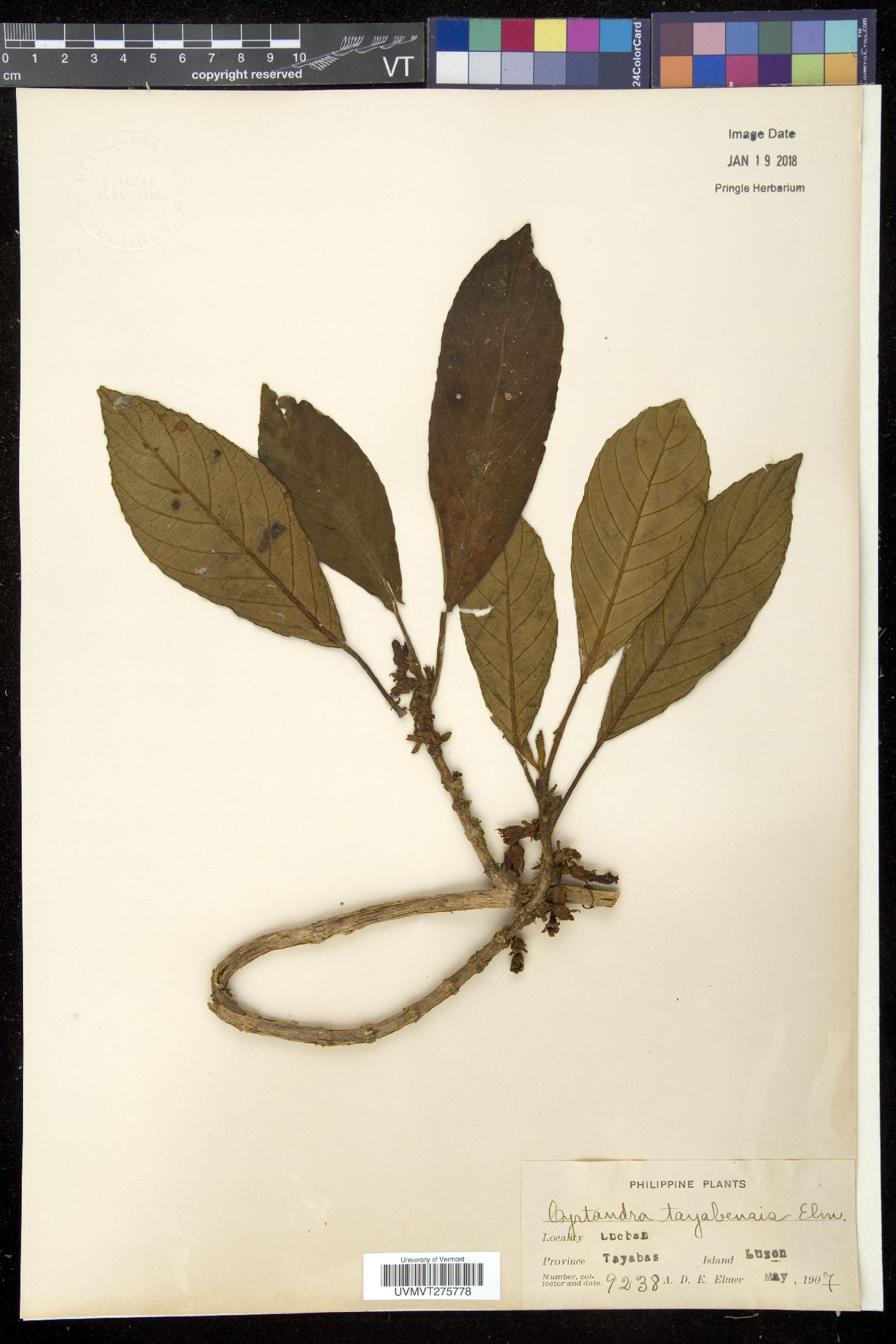 Cyrtandra tayabensis image