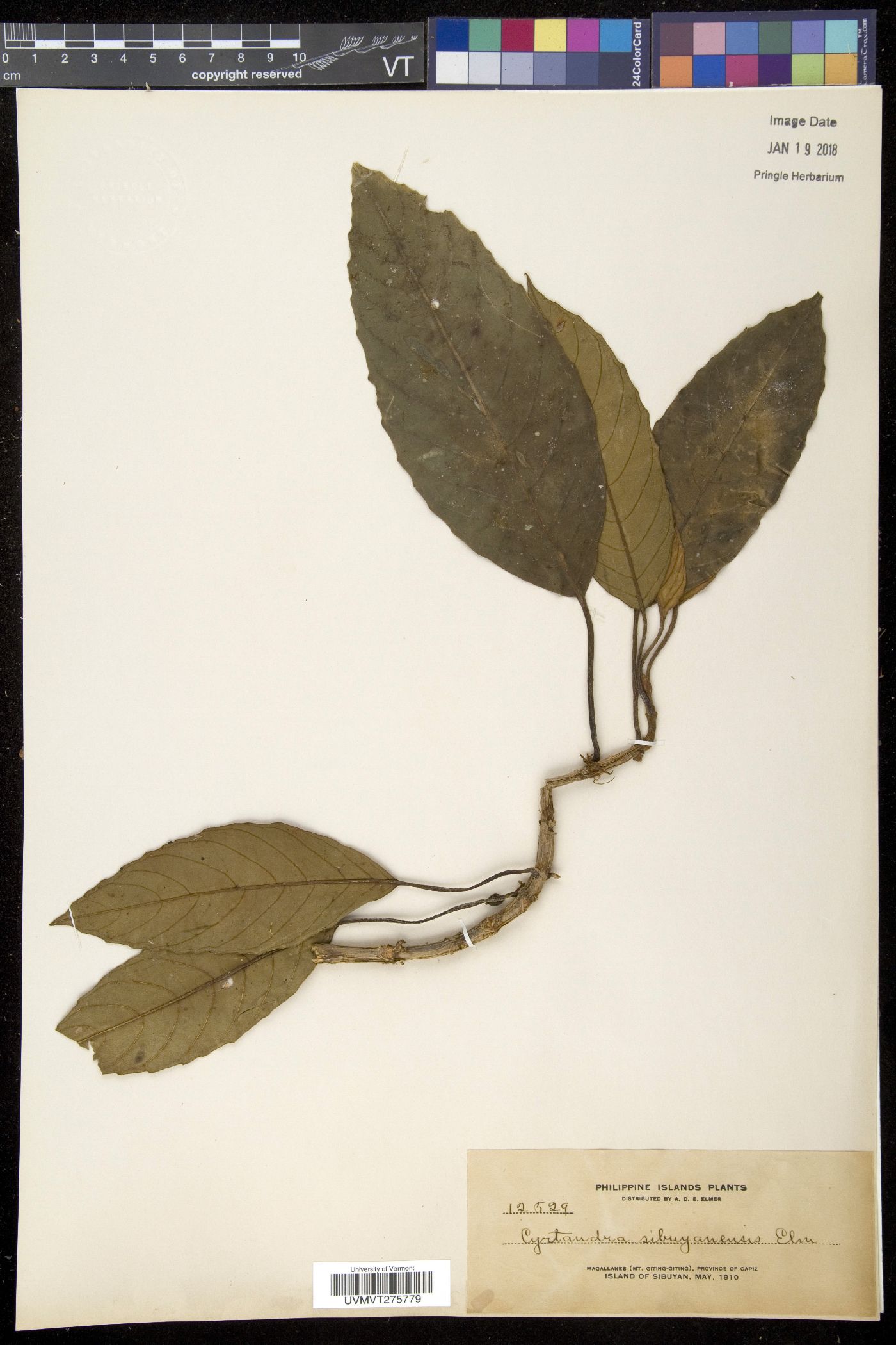 Cyrtandra sibuyanensis image