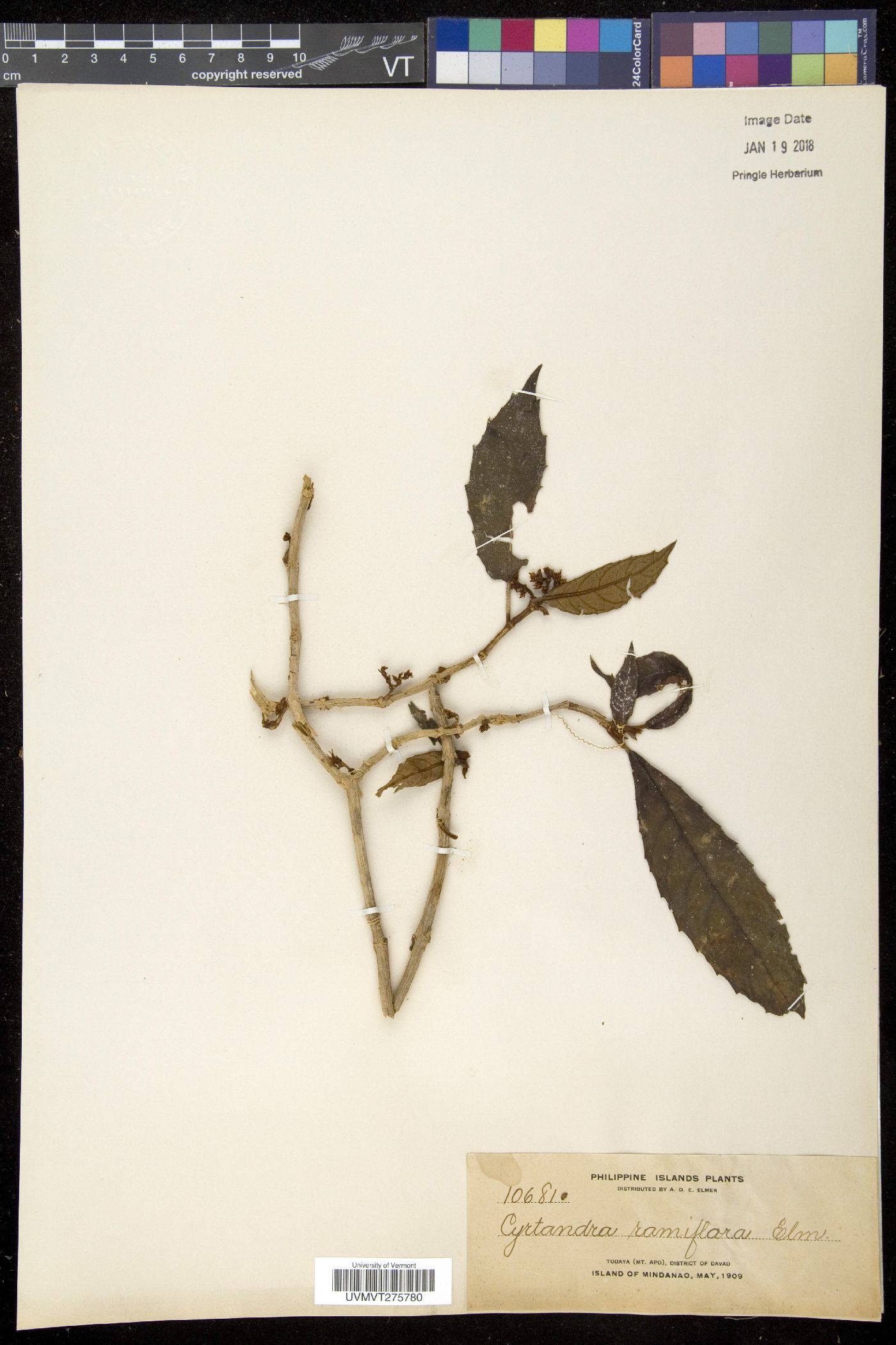 Cyrtandra ramiflora image