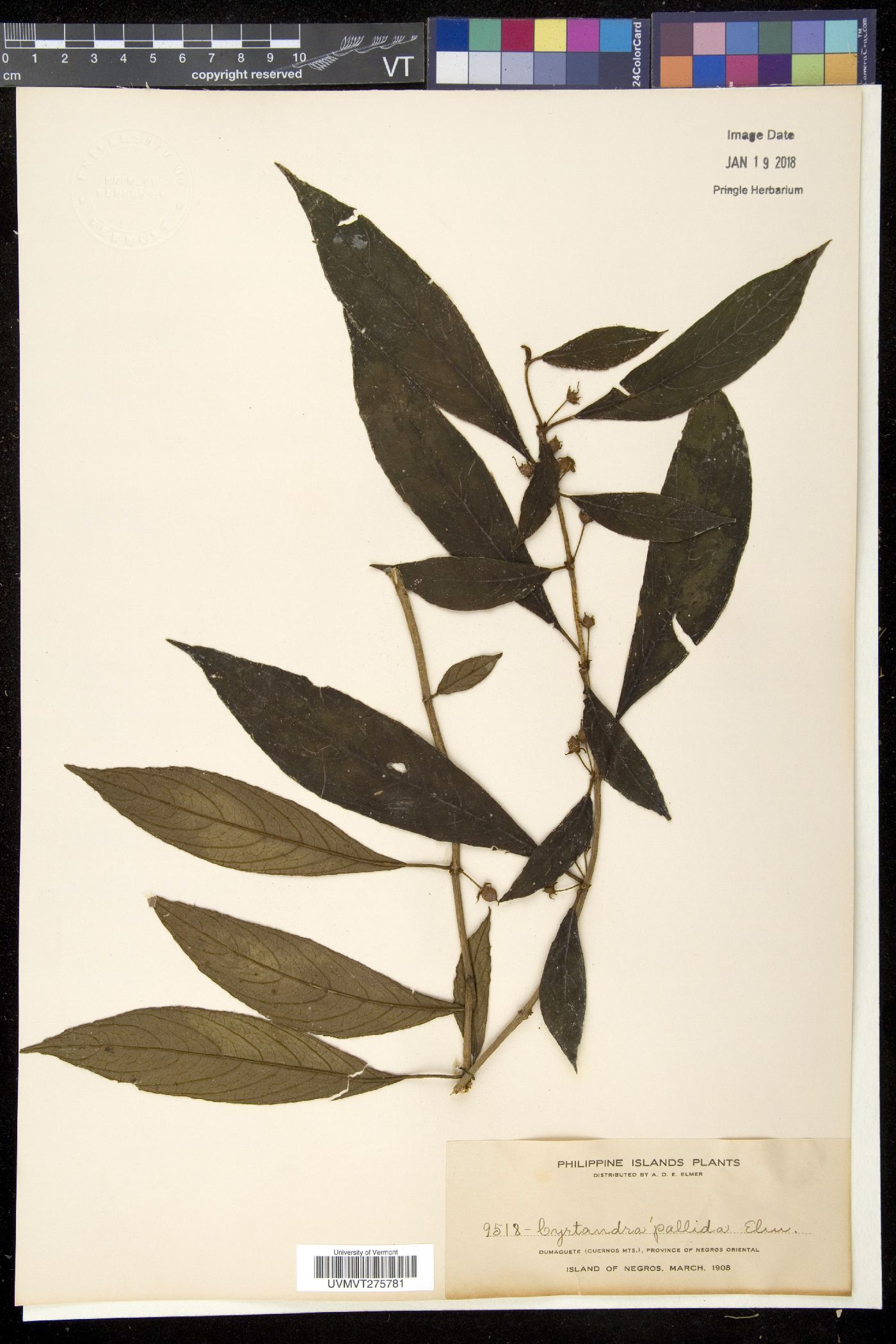 Cyrtandra pallida image