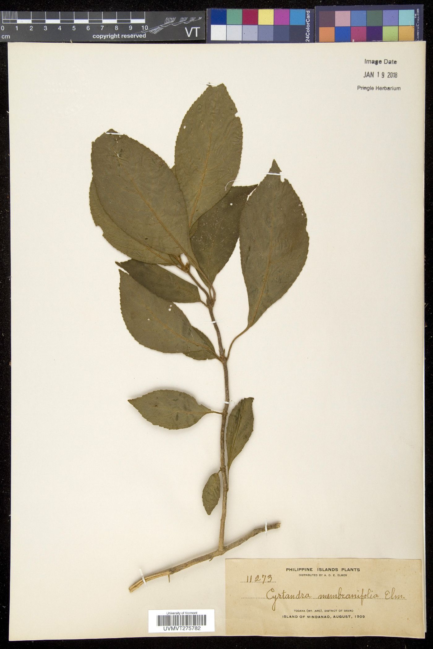Cyrtandra membranifolia image