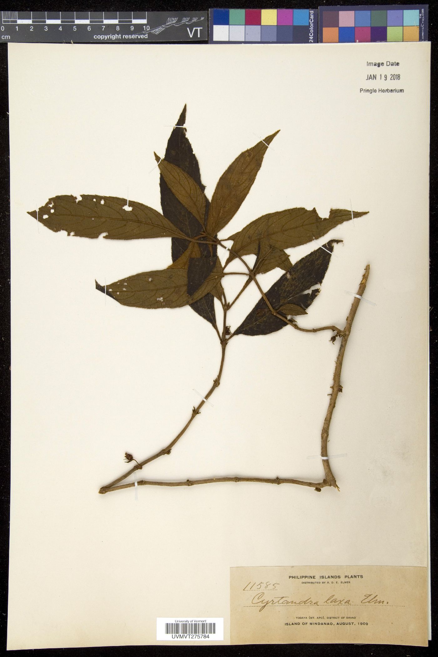 Cyrtandra pallida image