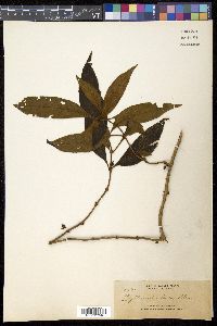 Cyrtandra pallida image