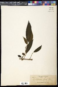 Cyrtandra pallida image