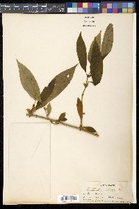 Cyrtandra pallida image